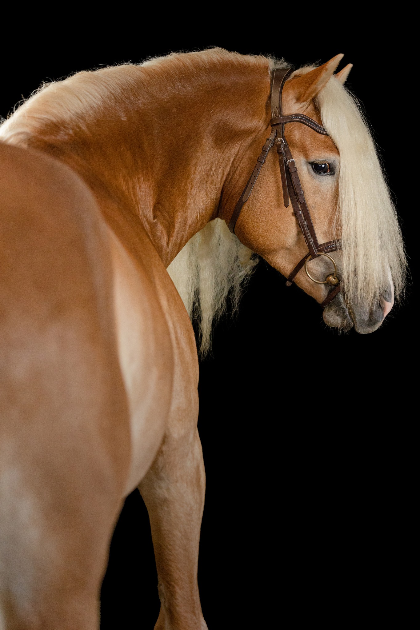 Santa Cruz, étalon Haflinger approuvé en Allemagne et en France, d'un shooting photo. Reproducteur