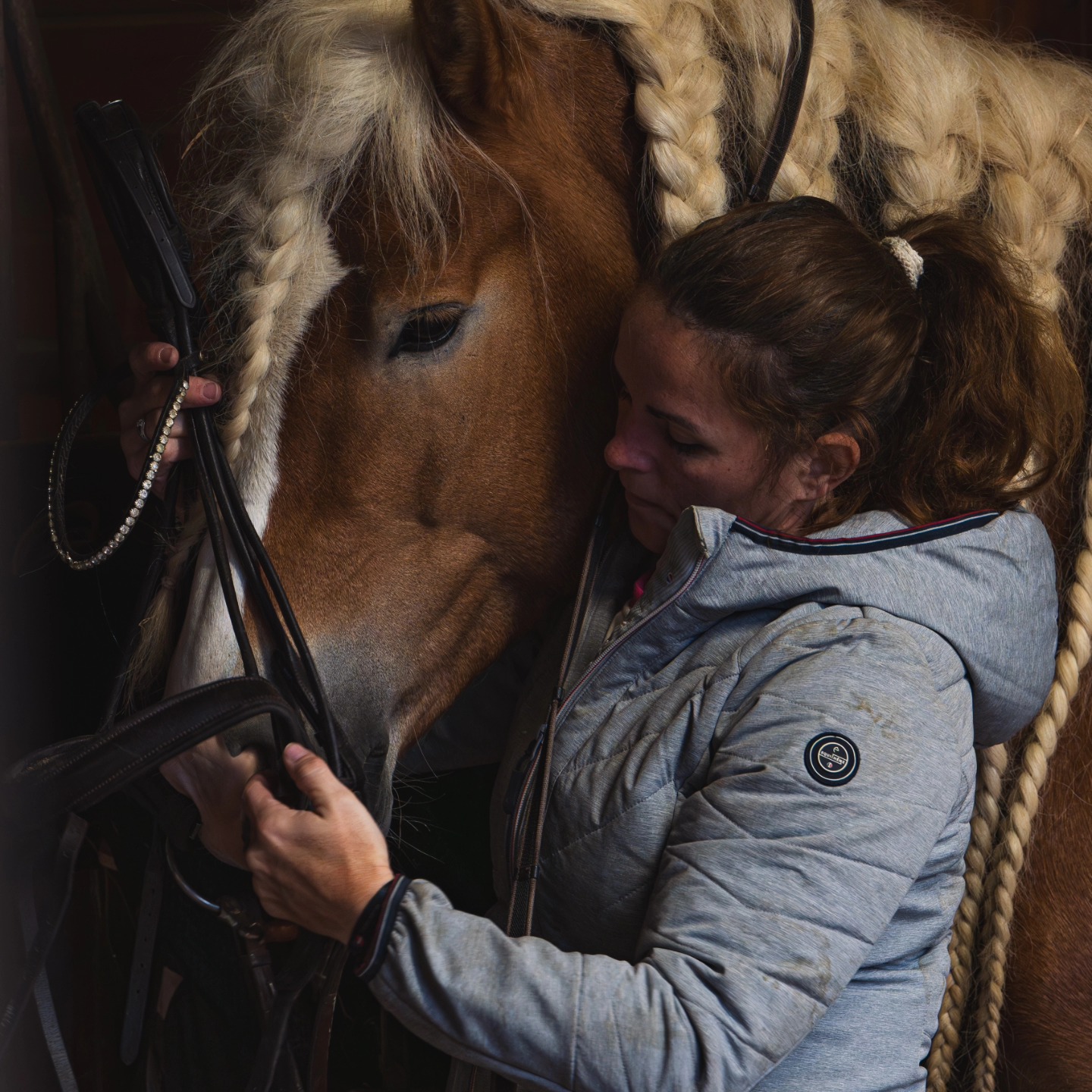 Santa Cruz, étalon Haflinger de sport et reproducteur.