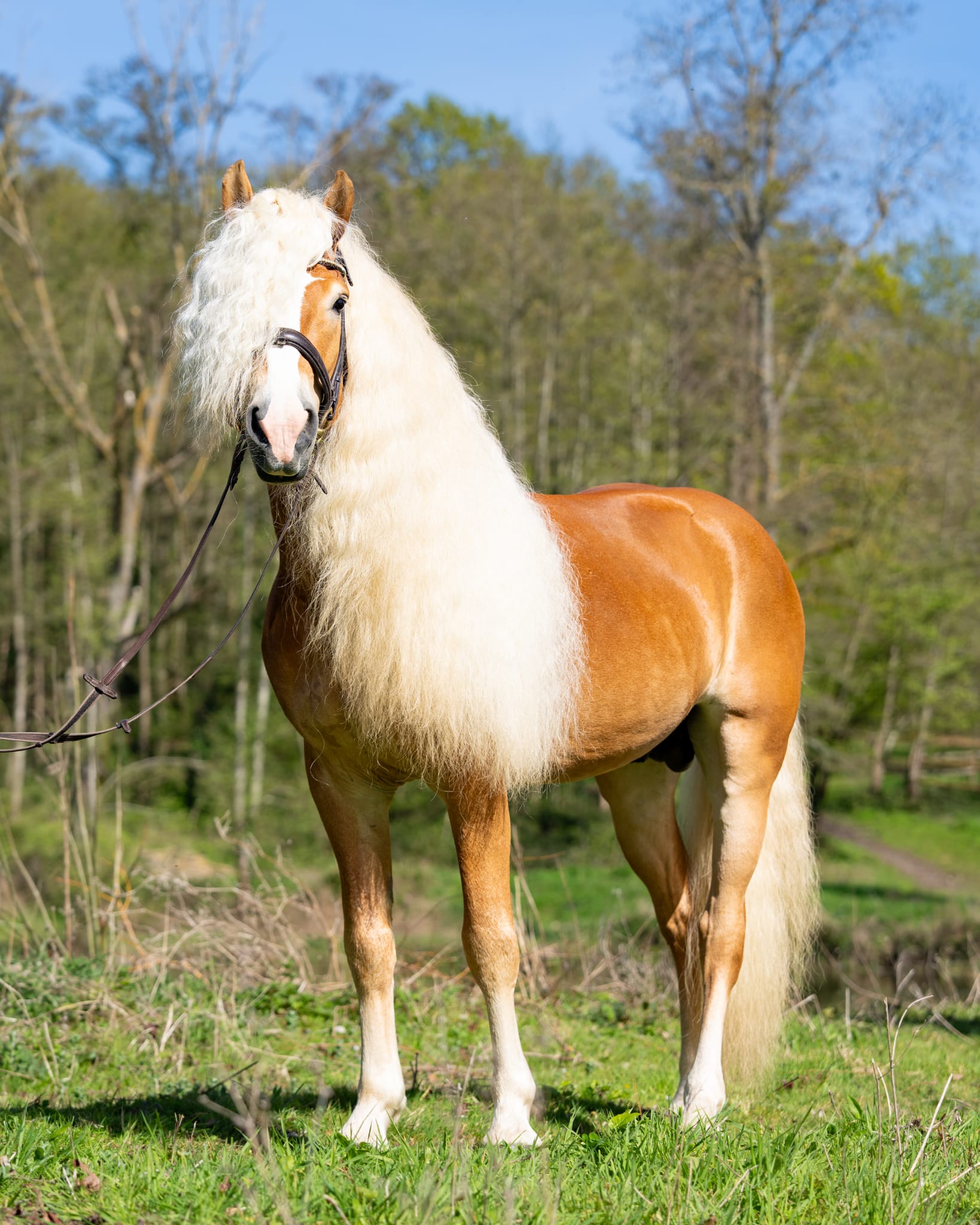 Santa Cruz, étalon Haflinger de dressage et de reproduction en séance photo officielle.