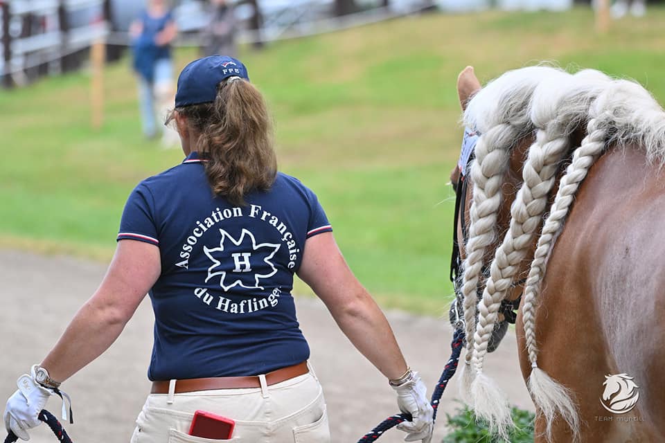 Santa Cruz lors de la visite vétérinaire officielle avant le début Championnats d'Europe Haflinger
