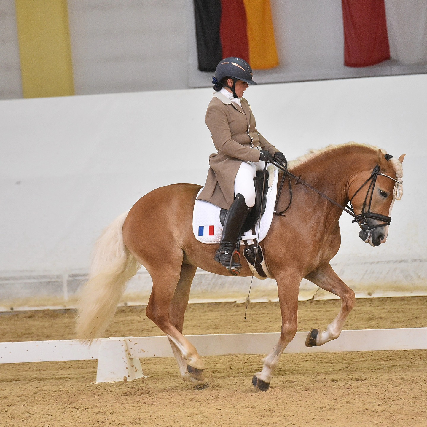 Santa Cruz, étalon Haflinger au paddock, profitant d'un moment de détente entre les entraînements 