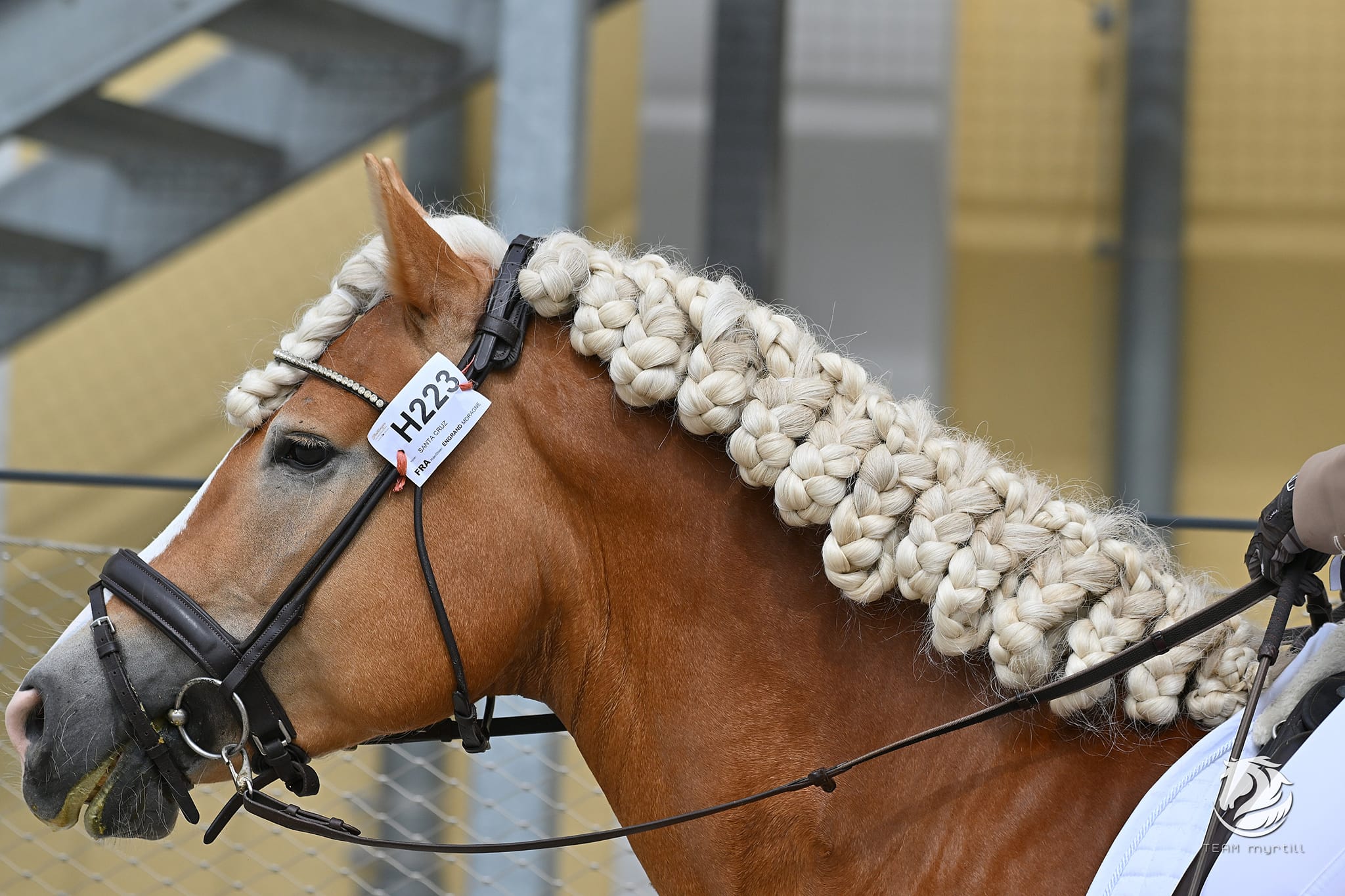 Santa Cruz, étalon Haflinger sous les couleurs de l'équipe de France lors des Championnats d'Europe 