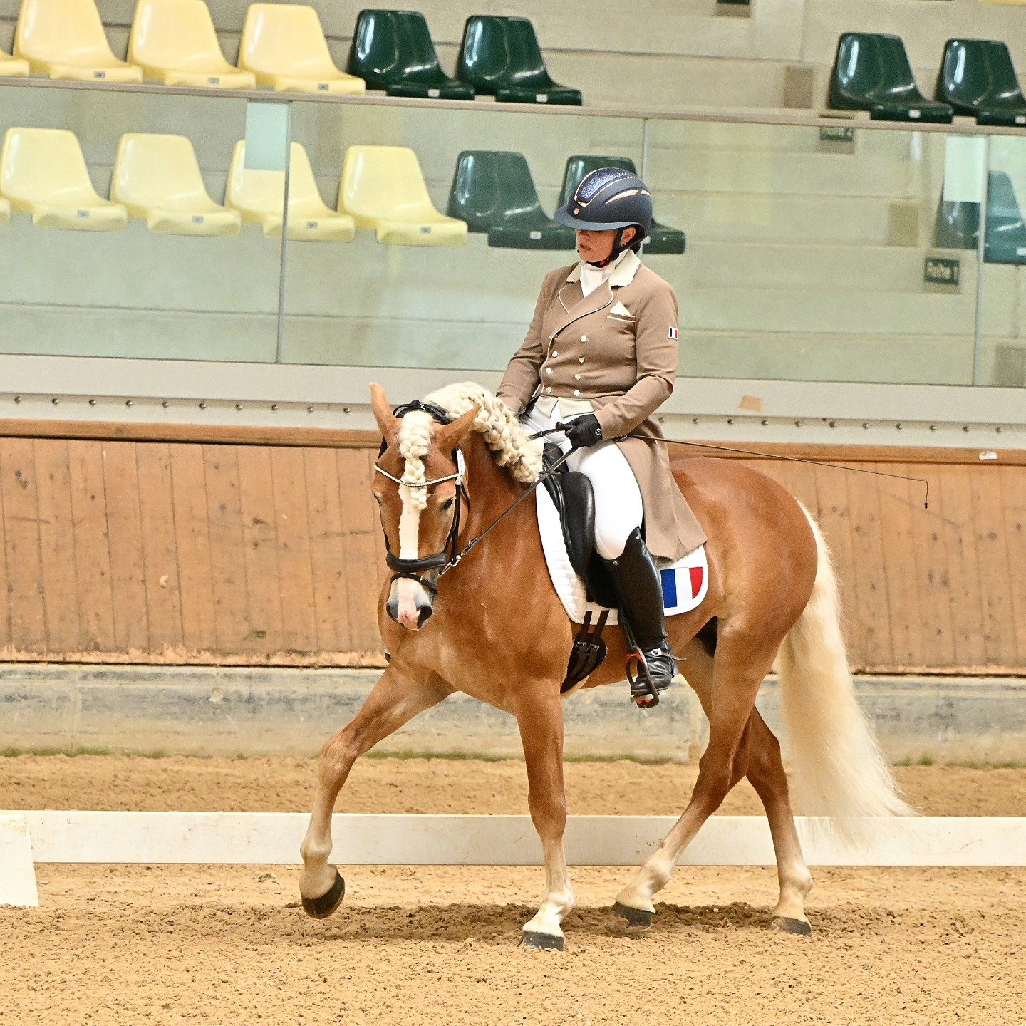 Santa Cruz, étalon Haflinger de dressage, pendant le Championnat d'Europe 2024.
