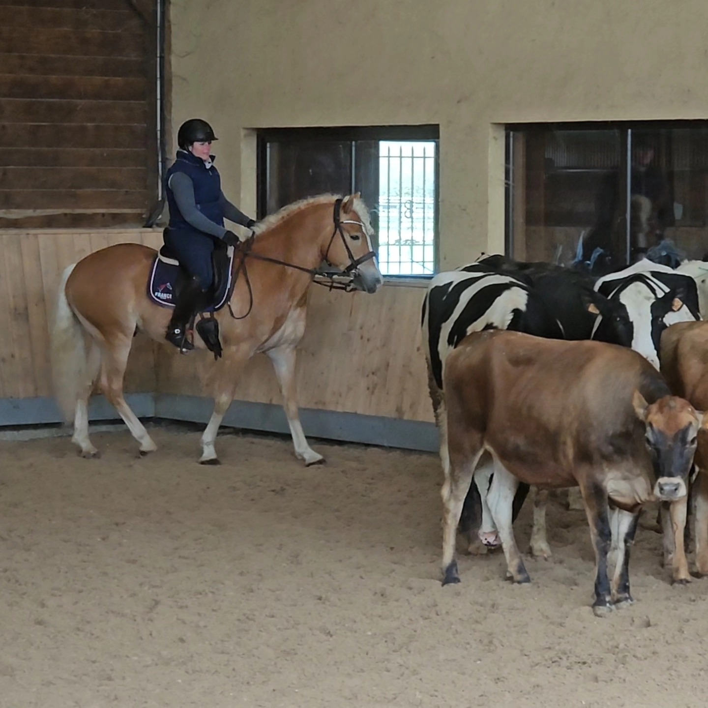 Santa Cruz, étalon Haflinger lors d'une initiation au tri de bétail, démontrant calme, polyvalance