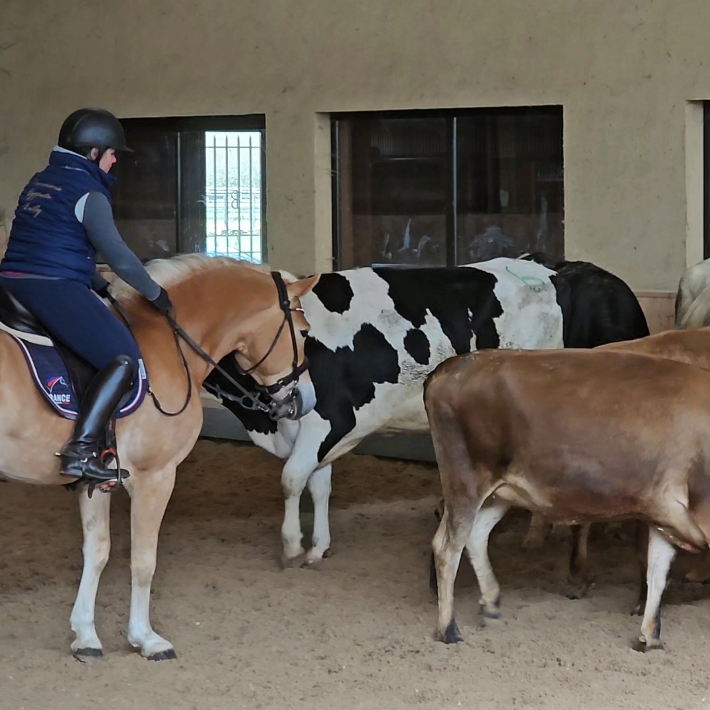 Santa Cruz, étalon Haflinger, en initiation au tri de bétail lors d'un concours Working Equitation