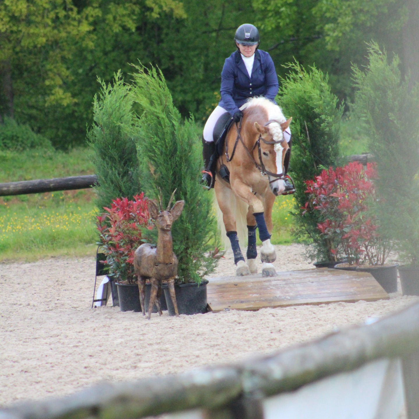 étalon Haflinger franchissant un obstacle, illustrant sa polyvalence sportive/  facilité d'utilisati