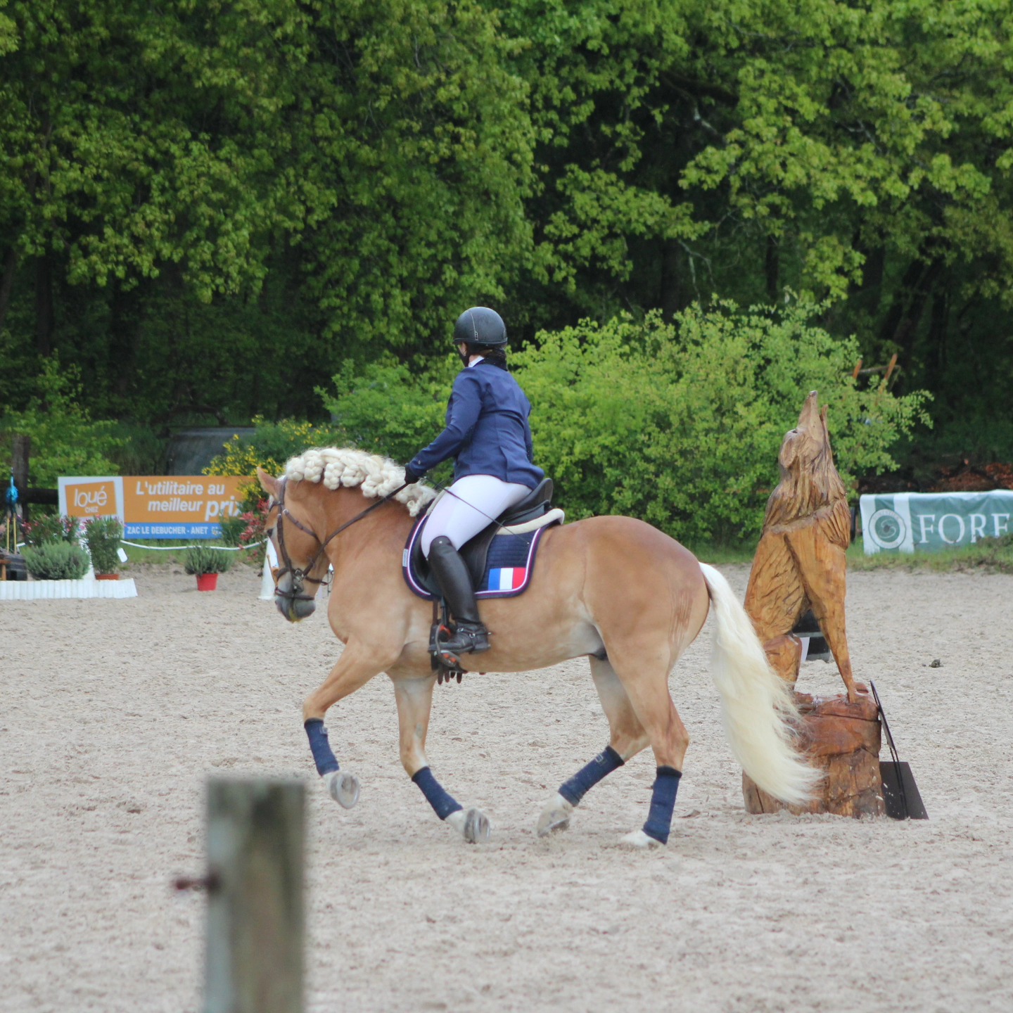 Santa Cruz, étalon Haflinger en concours de WorkinChampionnats d'Europe Haflinger 2024 à Stadl-Paura