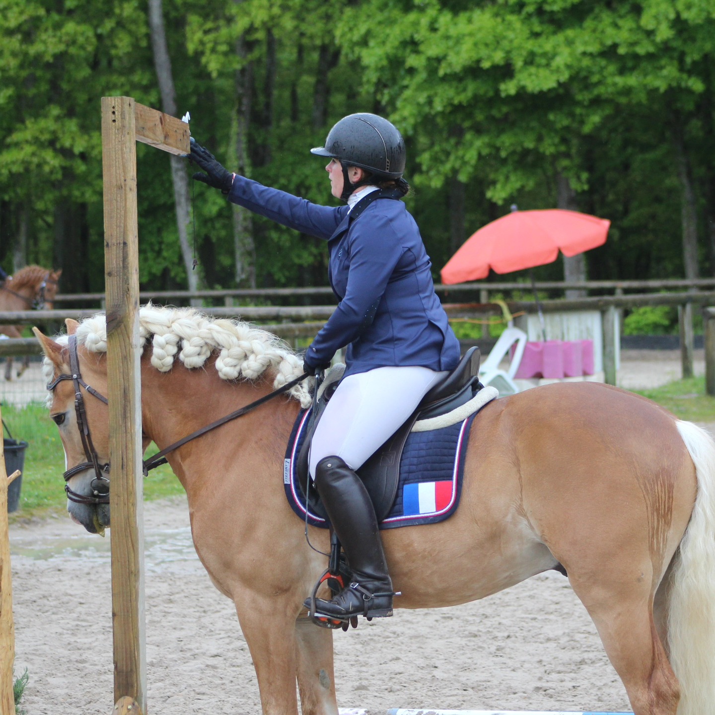 Santa Cruz, étalon Haflinger en concours de Working Equitation sous les couleurs de l'équipe France