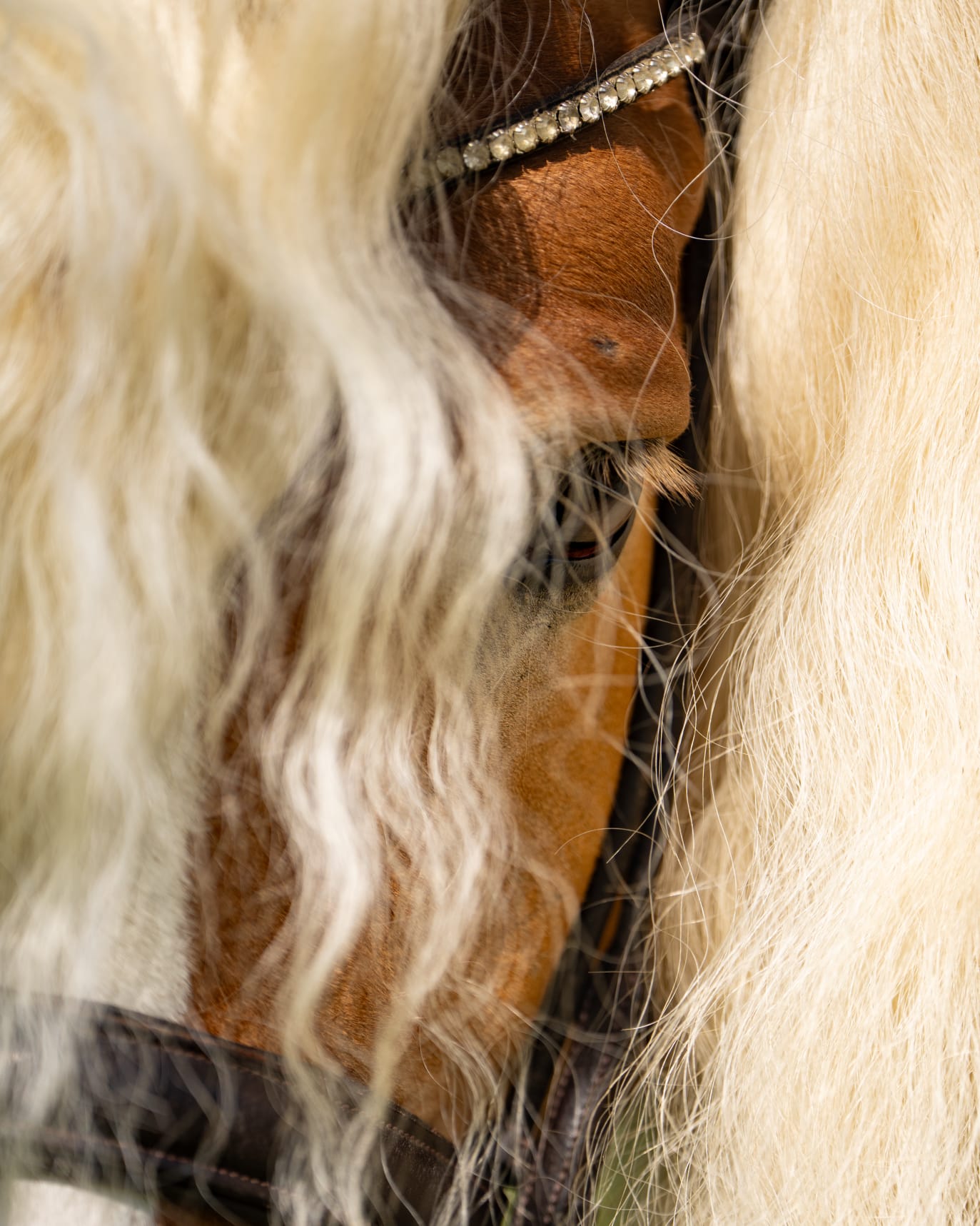 Santa Cruz, étalon Haflinger approuvé en Allemagne et en France, lors d'un shooting photo.
