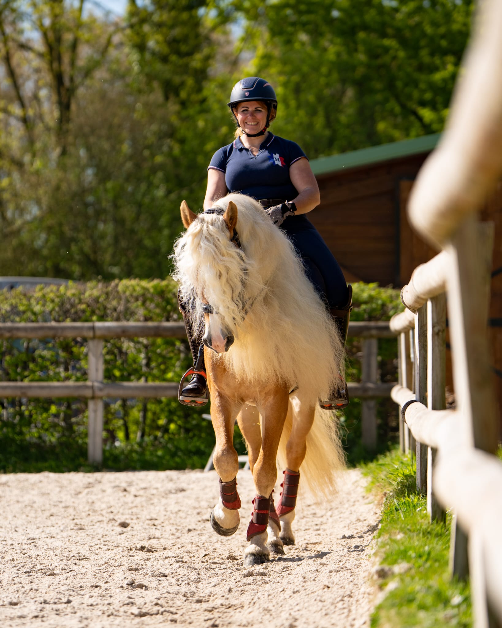 Portrait de Santa Cruz au Haras des Flambertins, étalon Haflinger de sport et de reproduction.