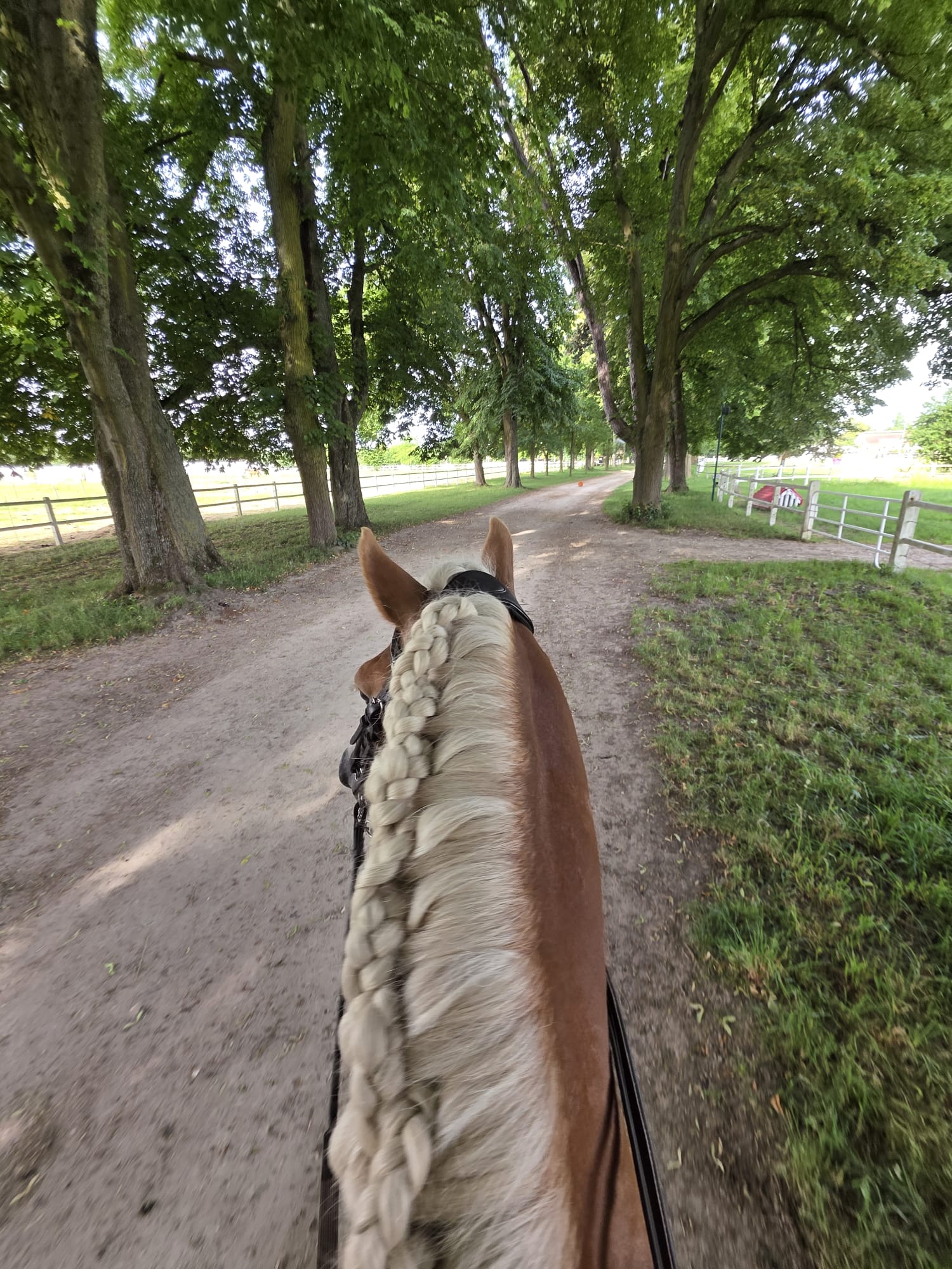 Nattes de concours de Santa Cruz avant une épreuve de dressage Amateur 1.