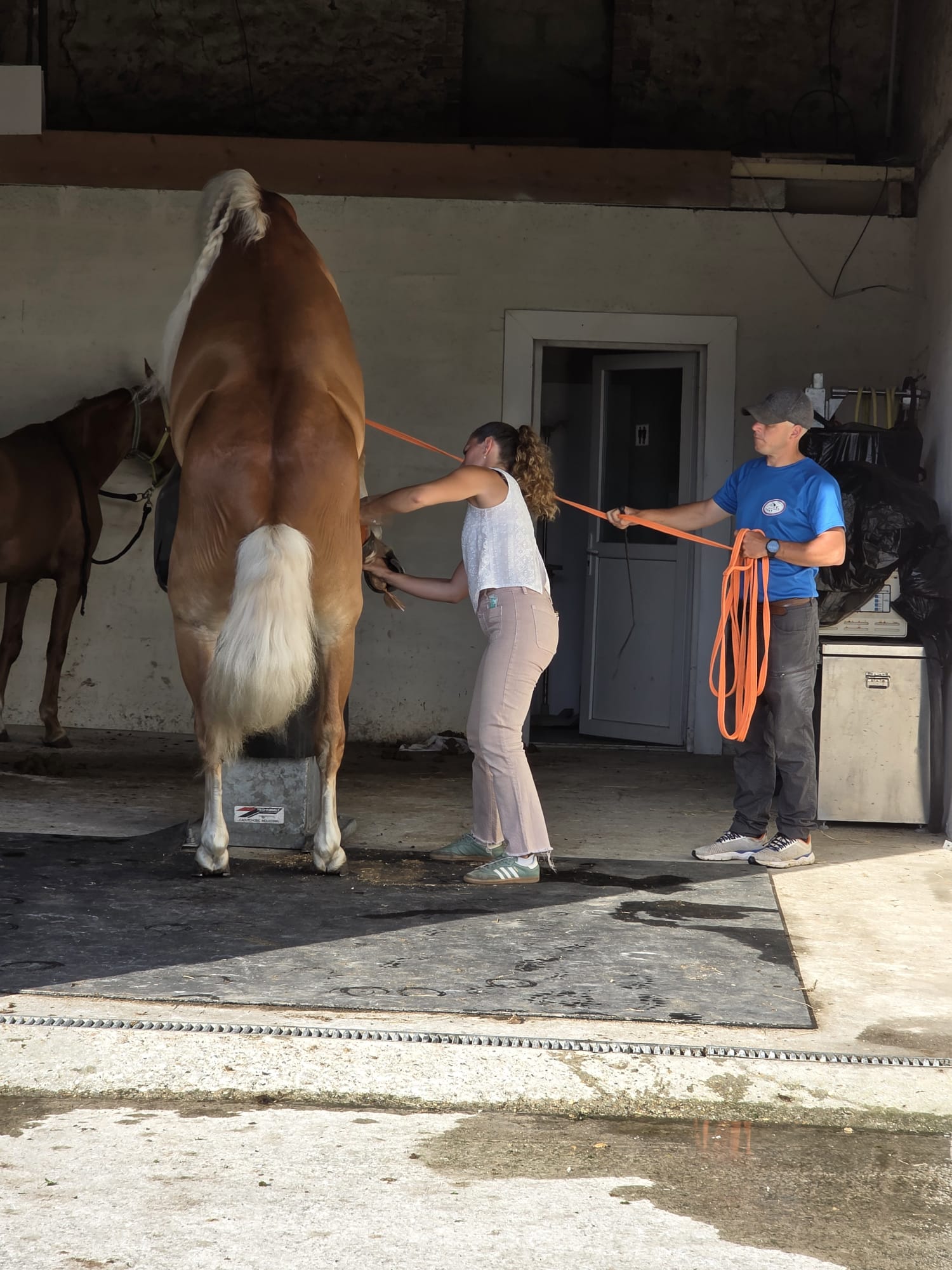 Santa Cruz avec l'étalonnier pendant une collecte de semence au centre de reproduction équine.