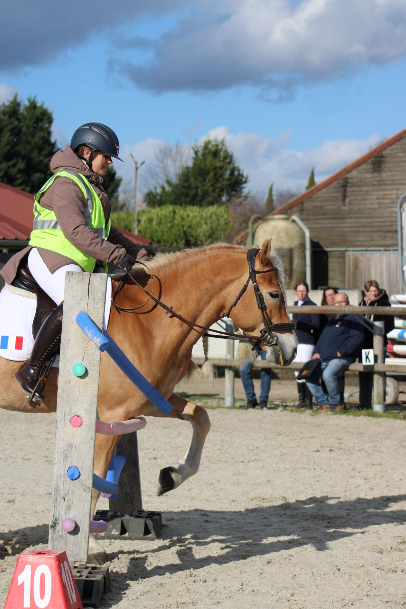Santa Cruz étalon Haflinger pendant l'approbation des étalons 2026 en France – test d'utilisation.