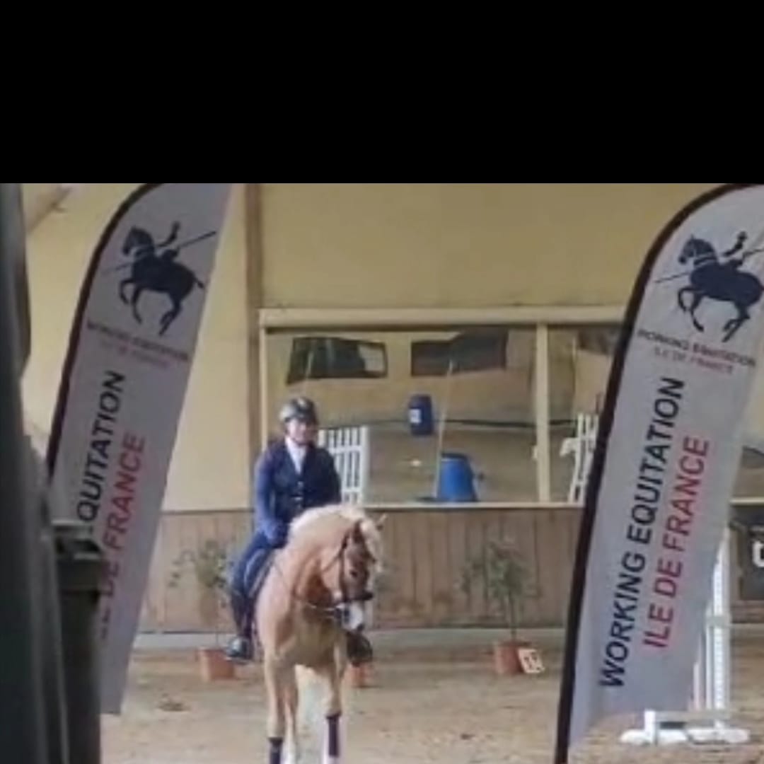 Santa Cruz participant à un concours de Working Equitation en Île-de-France.