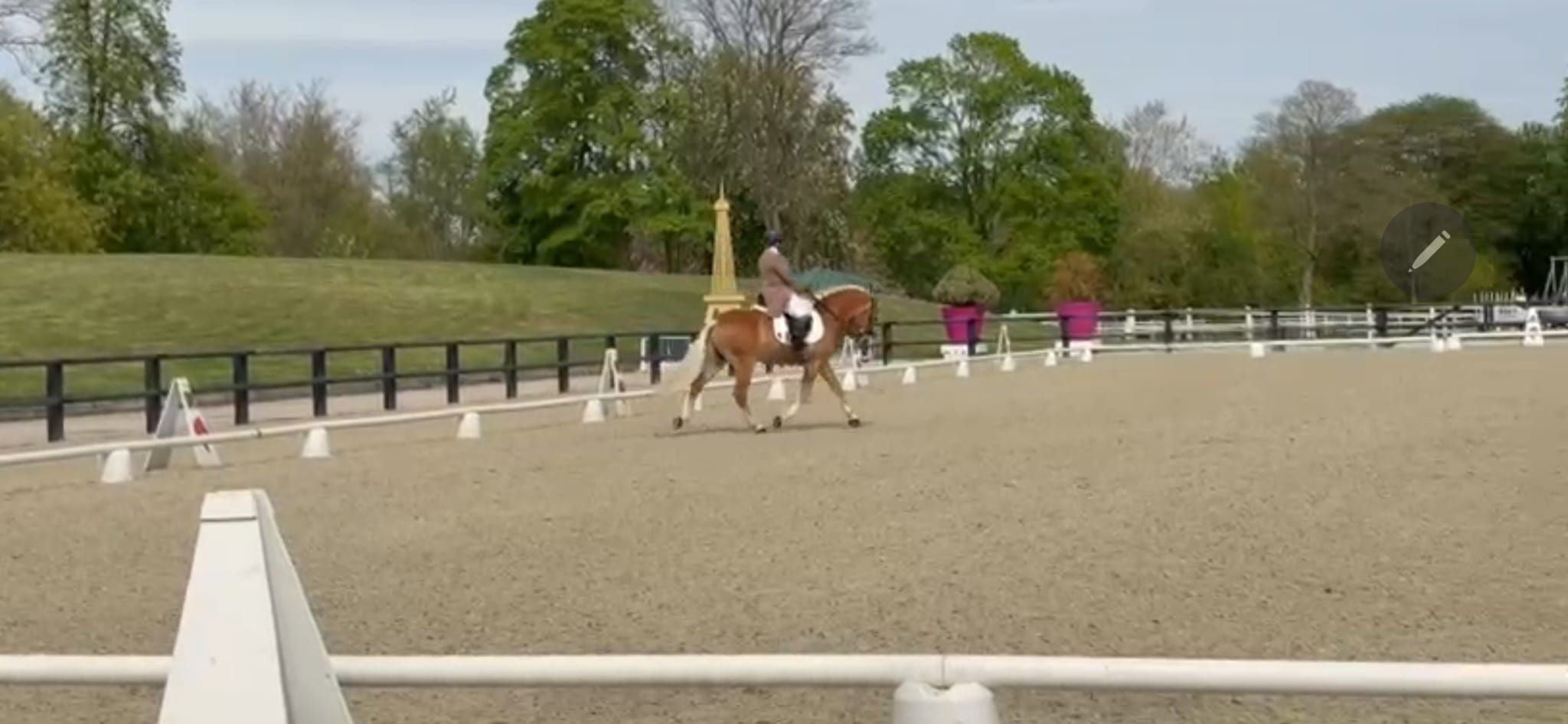 Santa Cruz en concours de dressage sur le rectangle de compétition.