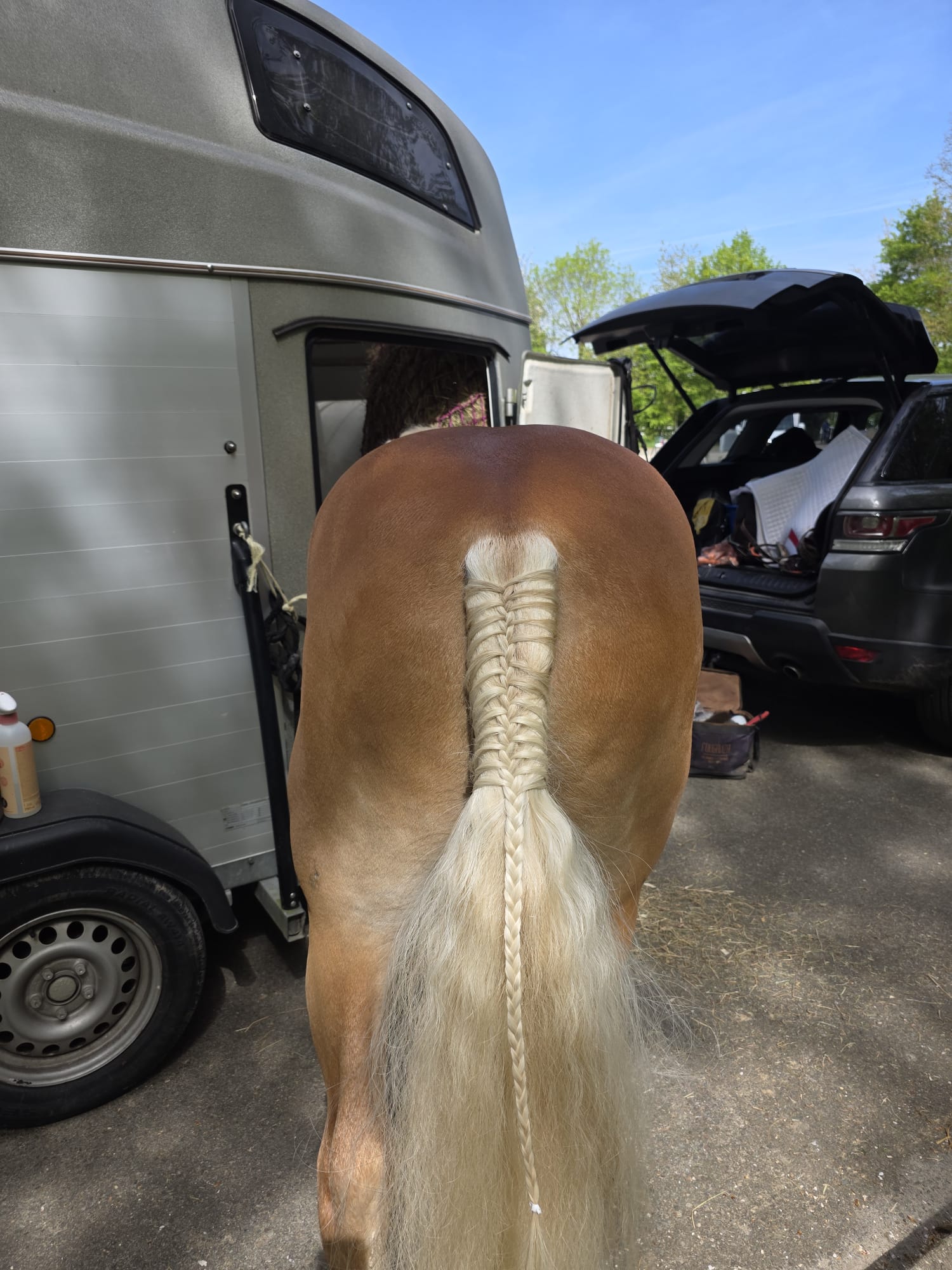 Santa Cruz préparé pour un concours de dressage à Jardy – étalon Haflinger natté.