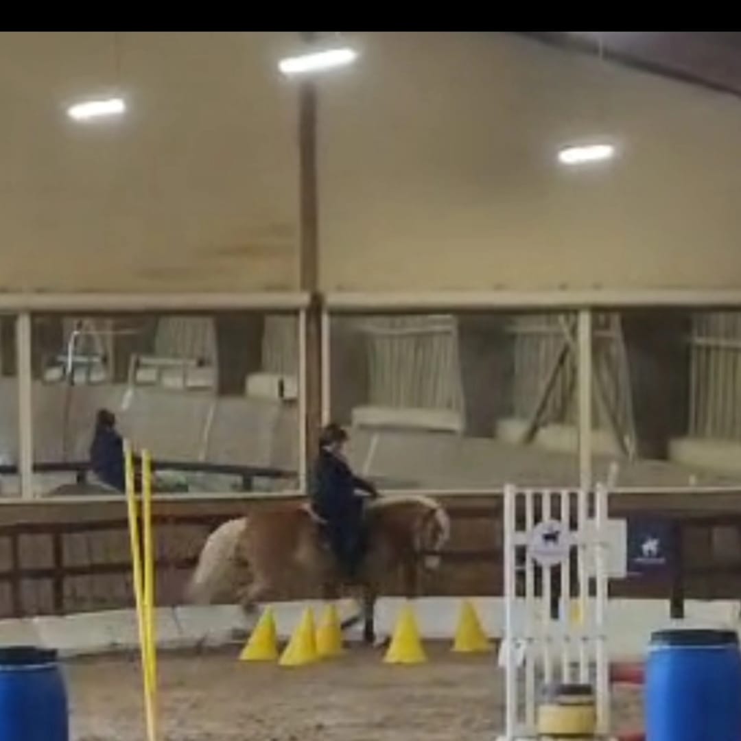 Santa Cruz en épreuve de maniabilité lors d'un concours de Working EquitationHaflinger
