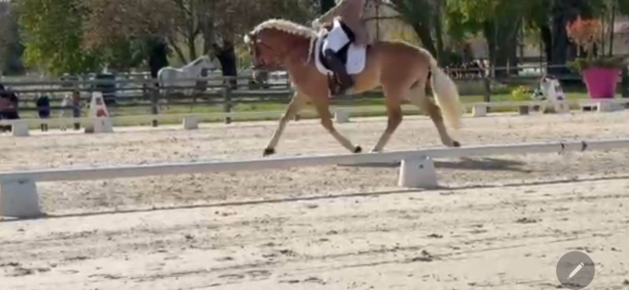 Santa Cruz en reprise de dressage Amateur 1 lors d'un concours officiel.