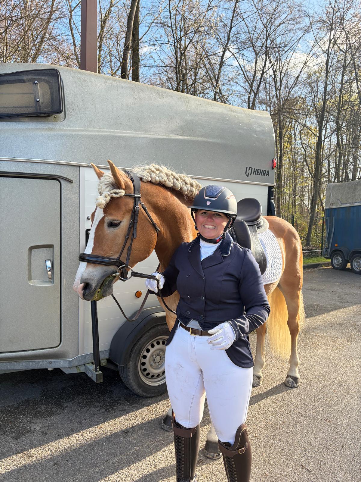 Santa Cruz, étalon Haflinger, prêt pour un concours de dressage Amateur 1.