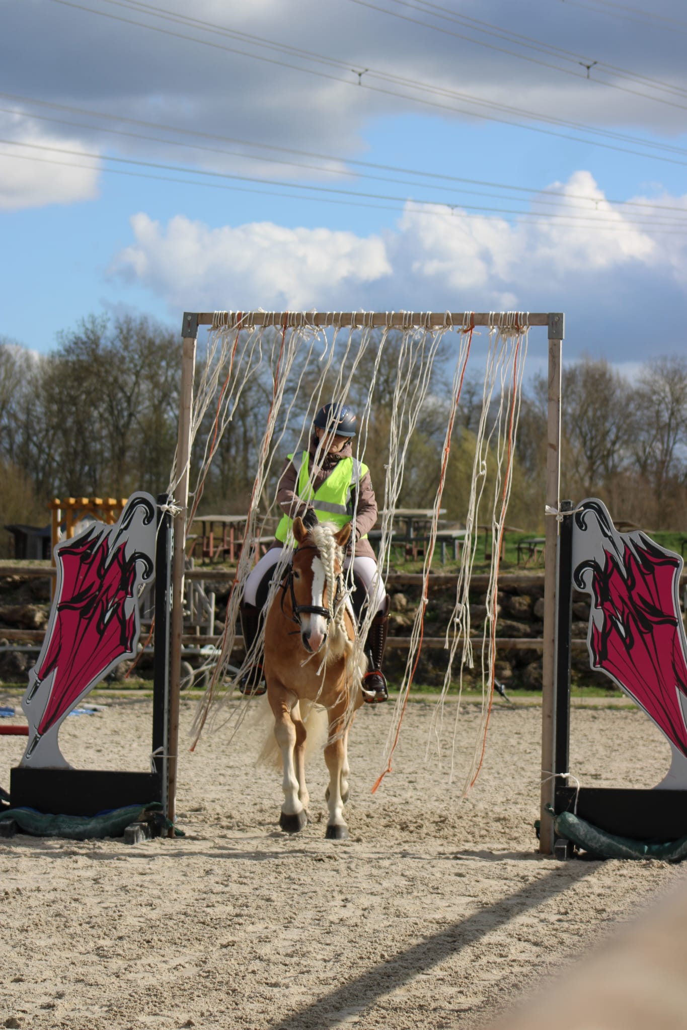 Santa Cruz étalon Haflinger lors de l'approbation des étalons 2026 en France épreuve de maniabilité