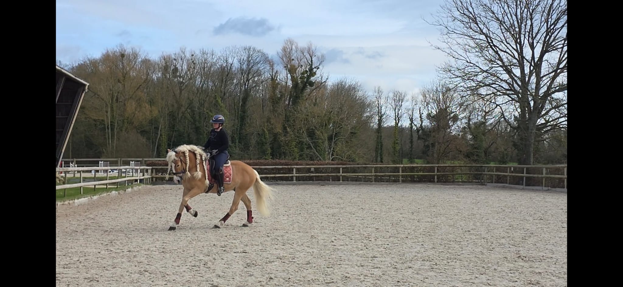 Santa Cruz, étalon Haflinger en entraînement de dressage à la maison avant les compétitions.