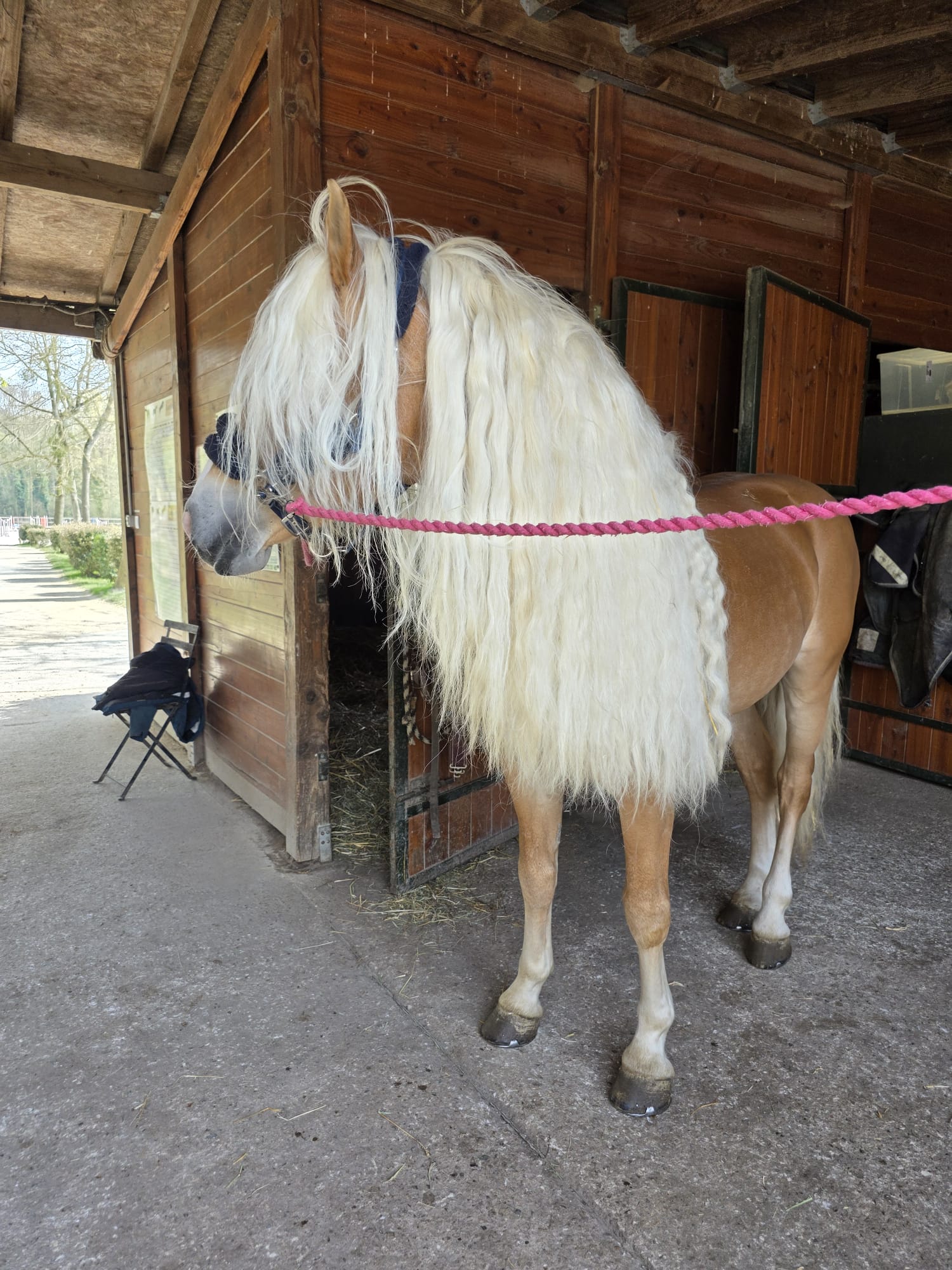 Début du nattage de Santa Cruz avant un concours de dressage. Prépa de l'étalon Haflinger avant
