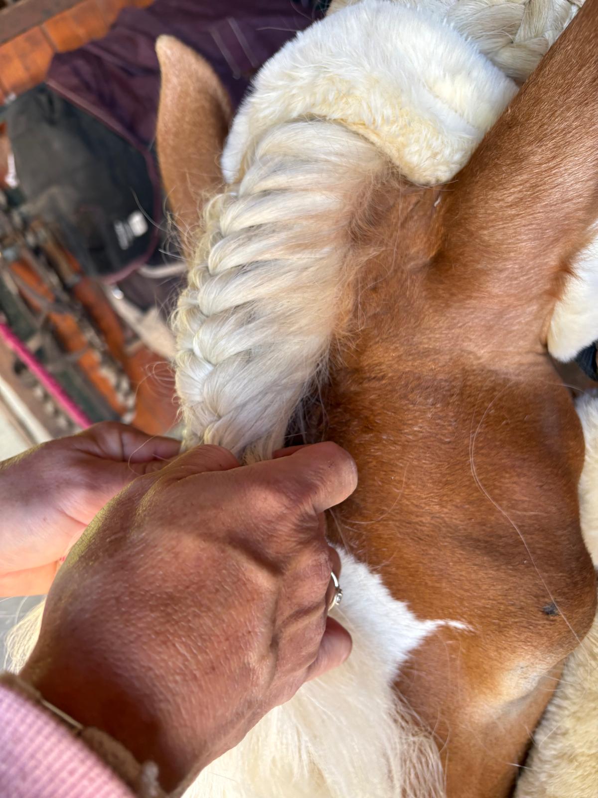 Nattage du toupet de Santa Cruz avant une compétition de dressage. Chaque détail préparé avec soins
