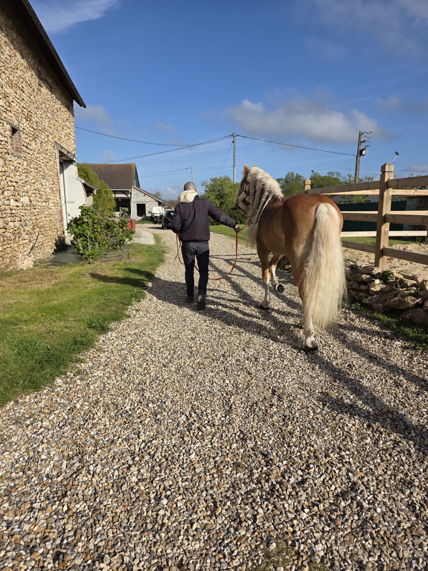 Santa Cruz, étalon Haflinger approuvé, se dirige vers le centre de collecte pour séance prélèvements